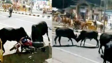 PHOTOS : आवारा पशुओं का आतंक, किसान की जान, फिर सड़क पर टकराए सांड, जन आक्रोश