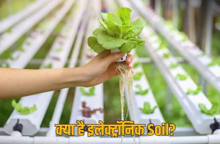 Electronic Soil: अब मिट्टी भी हुई इलेक्ट्रॉनिक! 15 दिन में फसल होगी दोगुनी, इतनी बढ़ जाएगी उपज